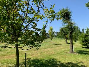 Bäume auf Wiese (Quelle: Land OÖ, Aistleitner)